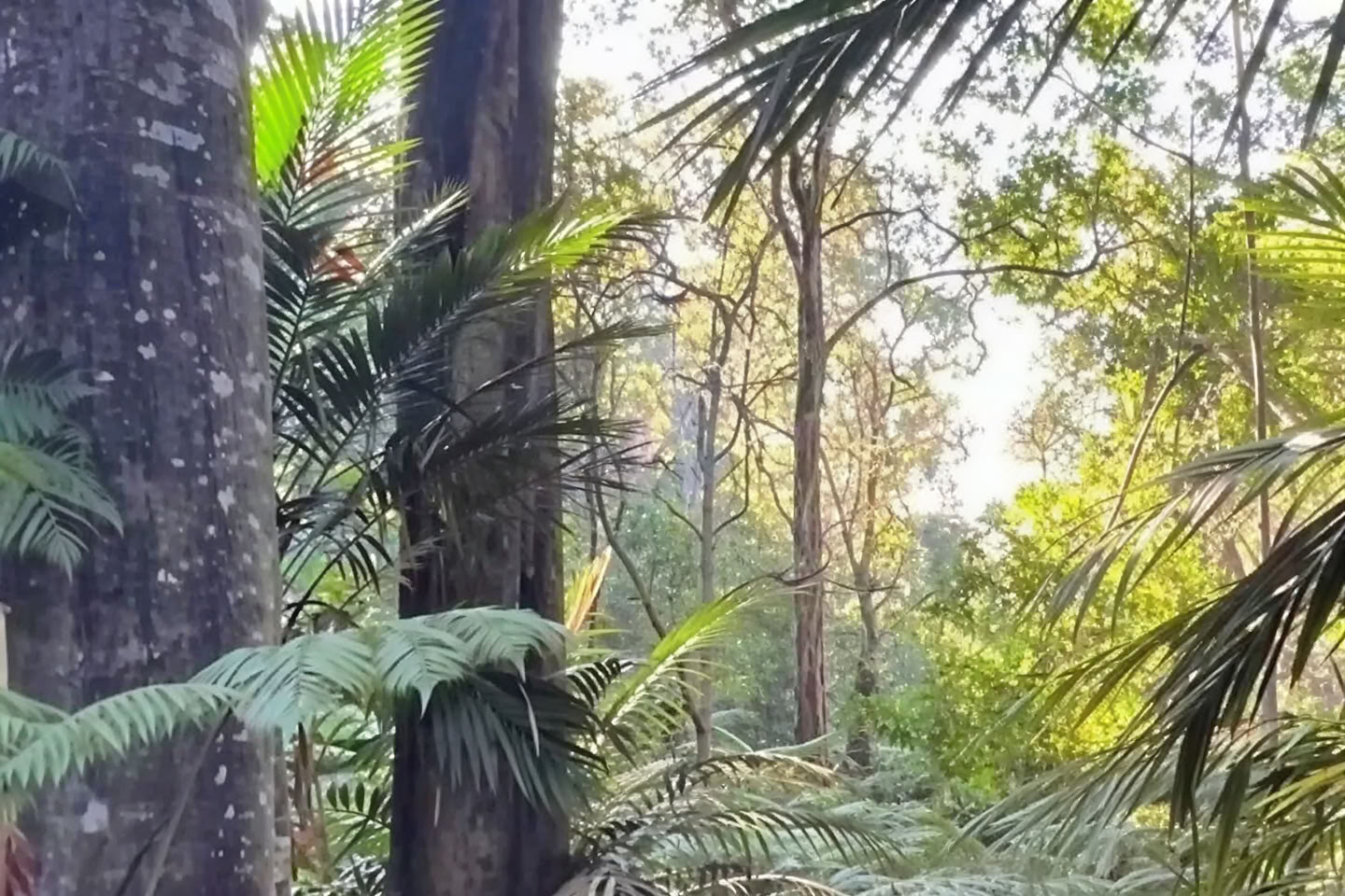 Private Cloud Forest Tour - Pantropical Trail (1.5 hr)
