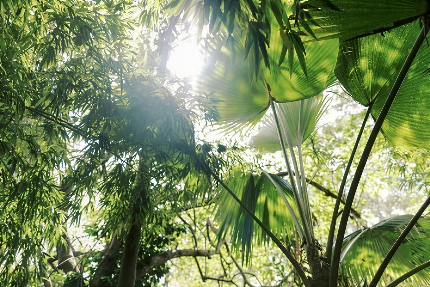 Private Cloud Forest Tour - Pantropical Trail (1.5 hr)