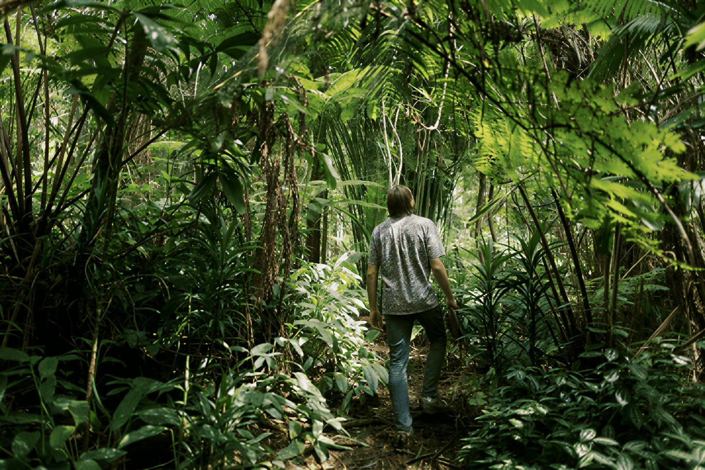 Forest Bathing Experience (Shinrin-Yoku): A Guided Journey of Peace and Wellness