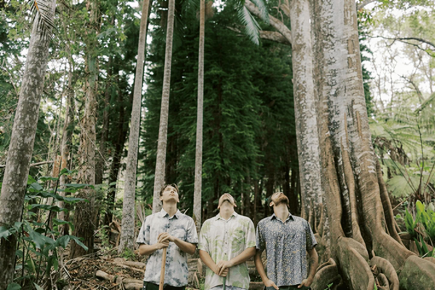 Forest Bathing Experience (Shinrin-Yoku): A Guided Journey of Peace and Wellness