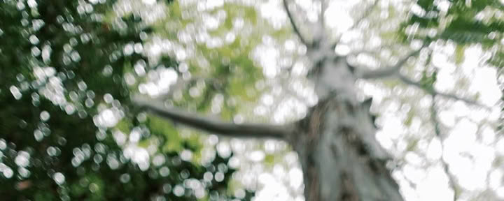 Forest Bathing Experience (Shinrin-Yoku): A Guided Journey of Peace and Wellness