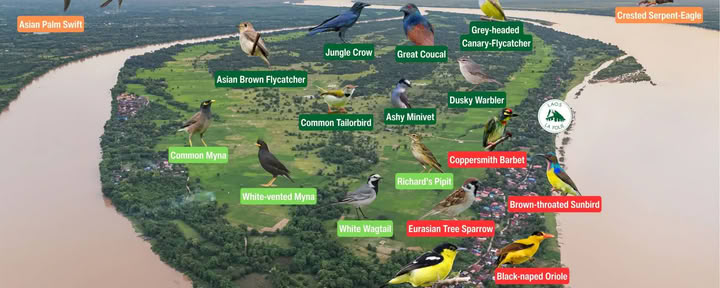 Bird Watching