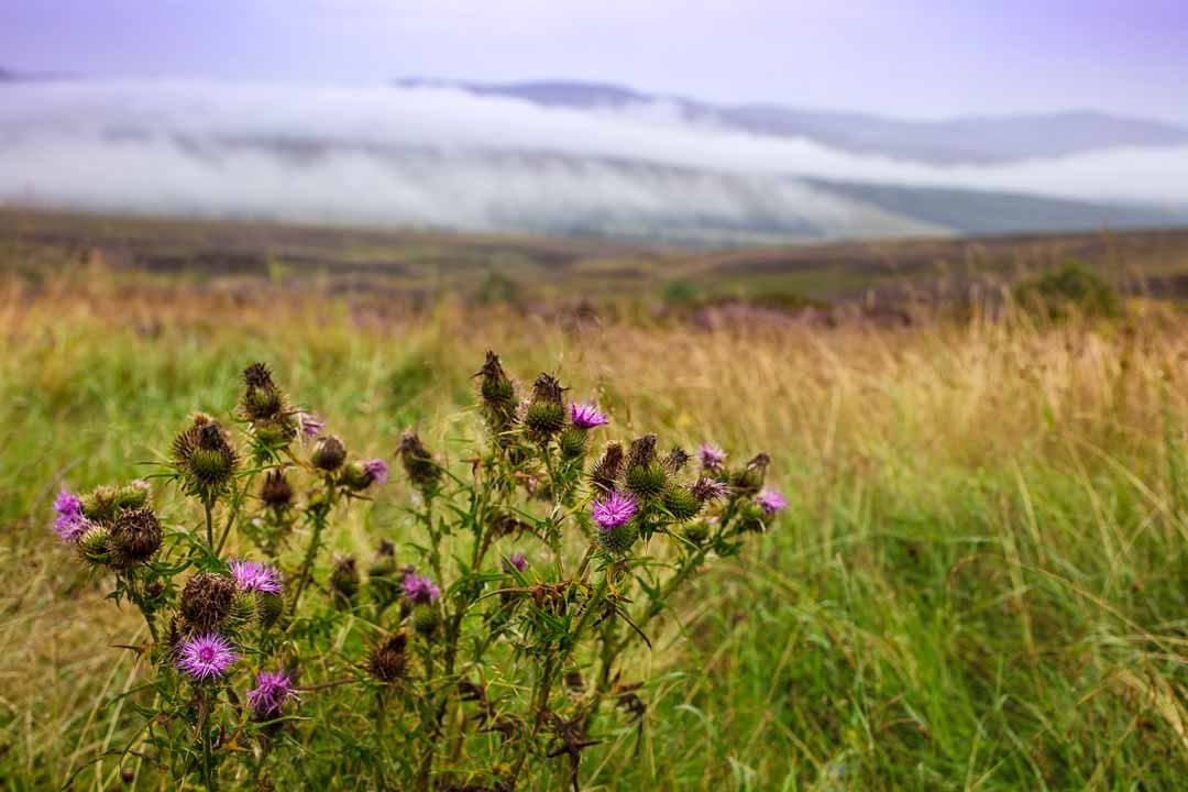 Highland Adventure
