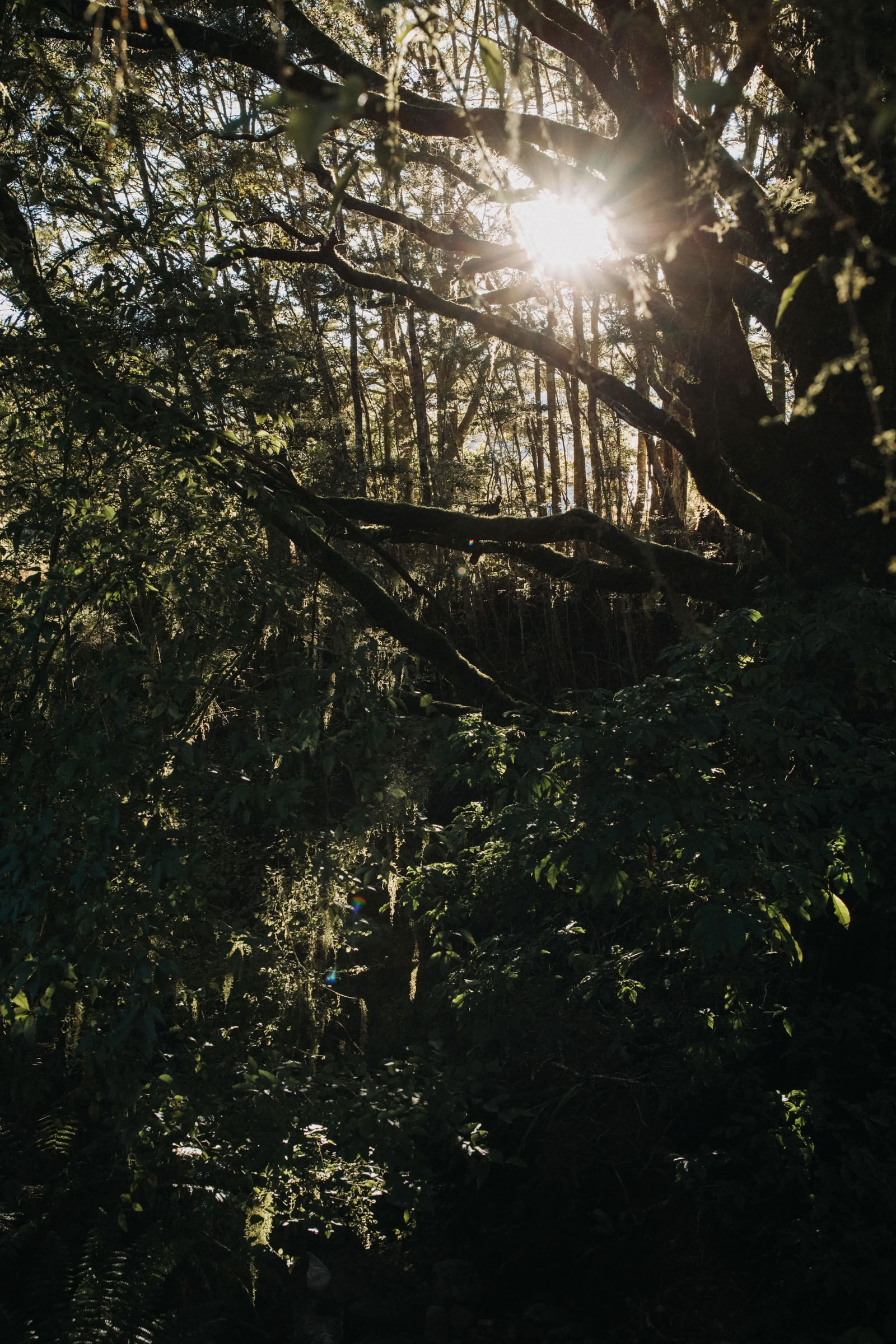Nature and Yoga Retreat – South Island, New Zealand with Joan Hyman