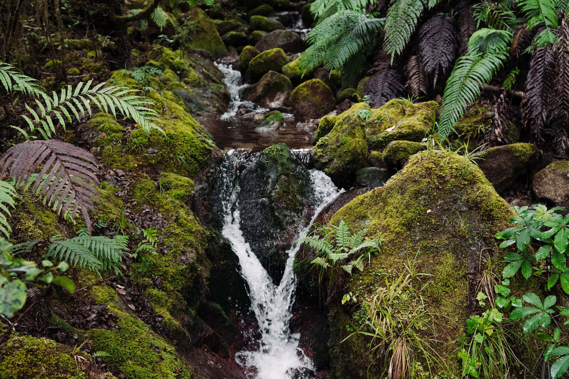 Nature and Yoga Retreat – South Island, New Zealand with Joan Hyman