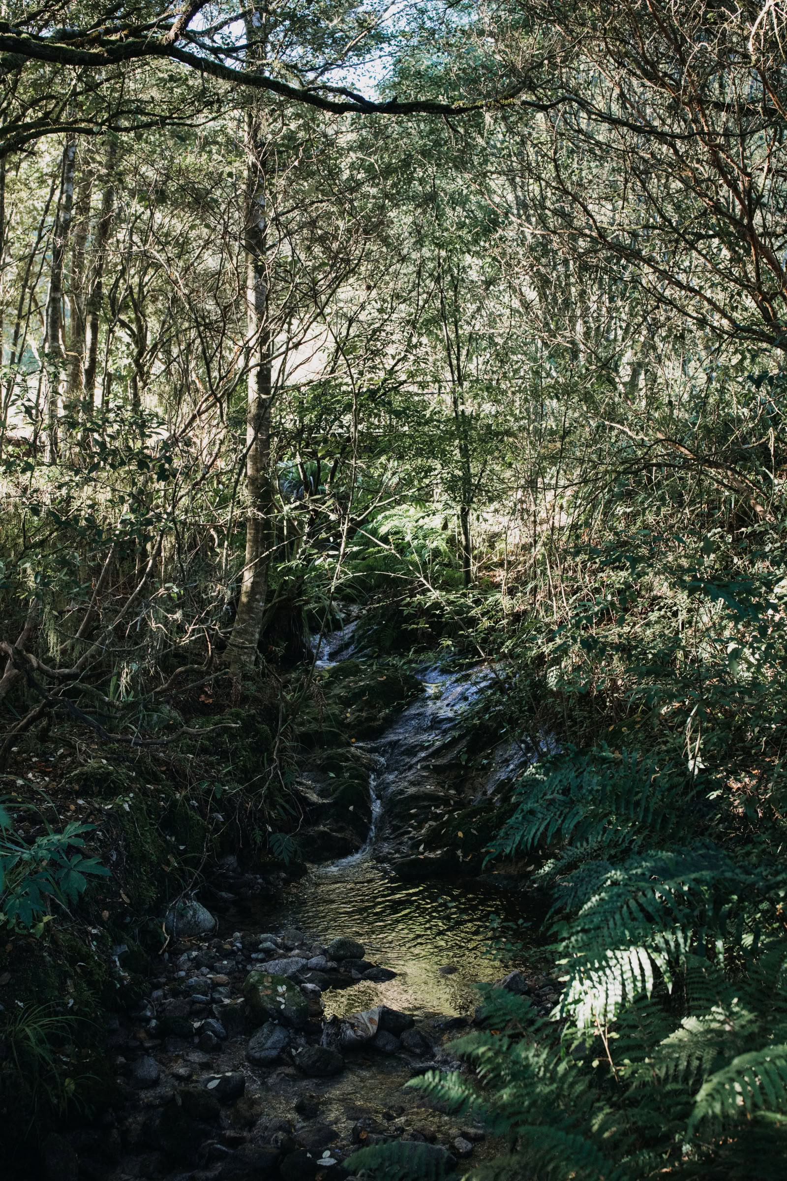 Nature and Yoga Retreat – South Island, New Zealand with Joan Hyman