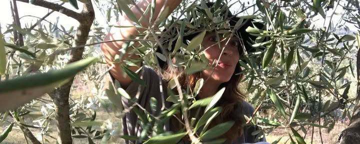 Olive Harvest Retreat