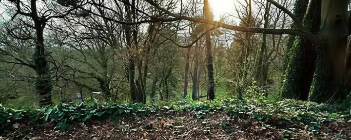 Conscious Vibration — Mucklagh Lodge