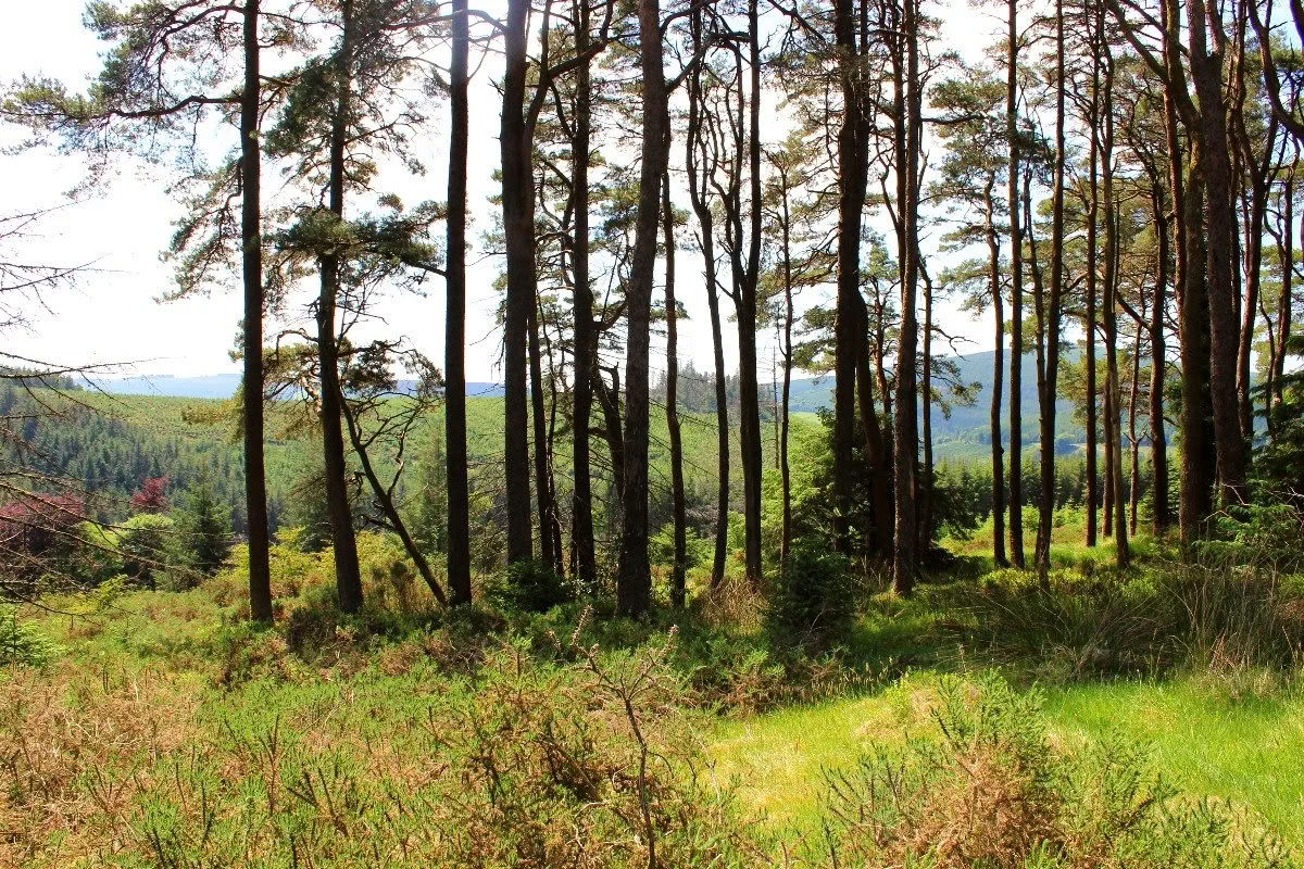 Return to Mucklagh - Samhain — Mucklagh Lodge
