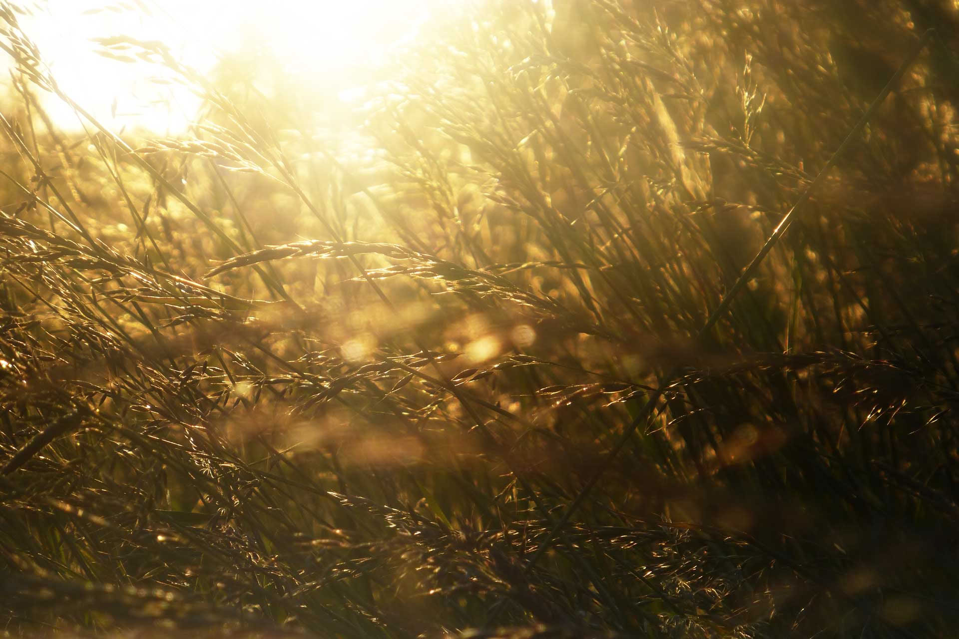 Midsummer Sunburst Food and Yoga Retreat