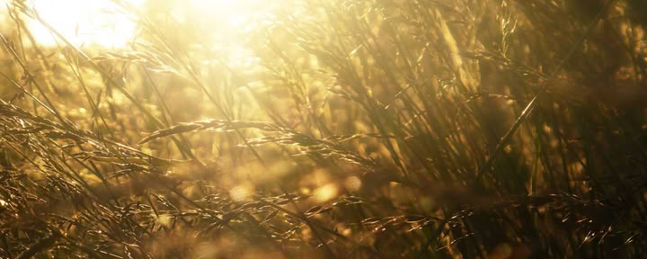 Midsummer Sunburst Food and Yoga Retreat