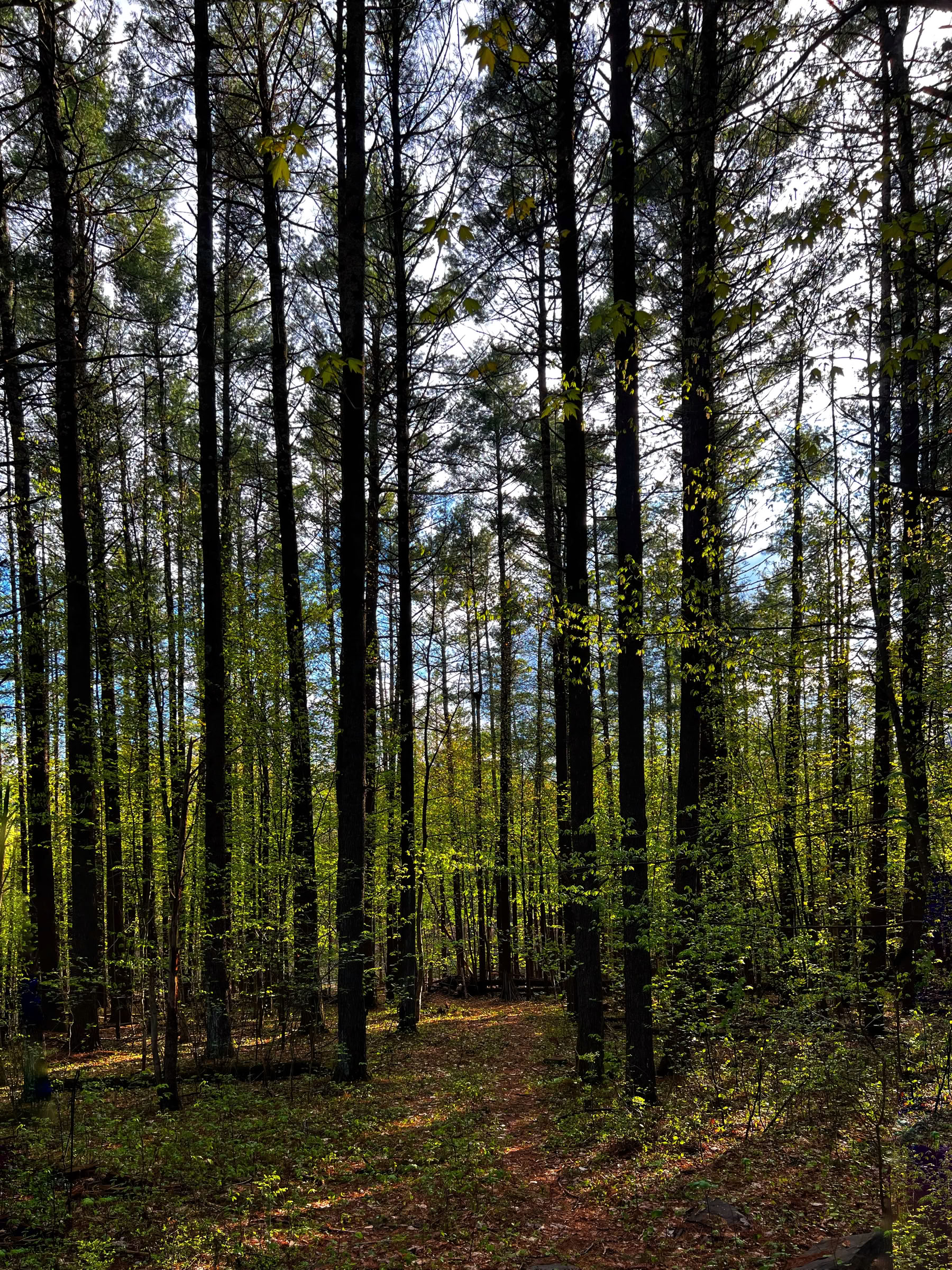 Meditation, Yoga & Silence Intensive