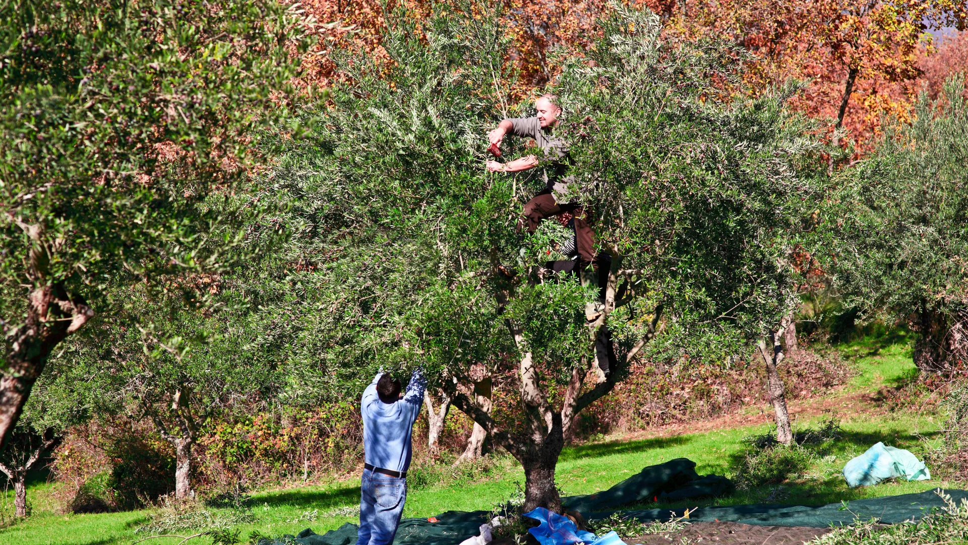 A MINDFUL OLIVE HARVEST