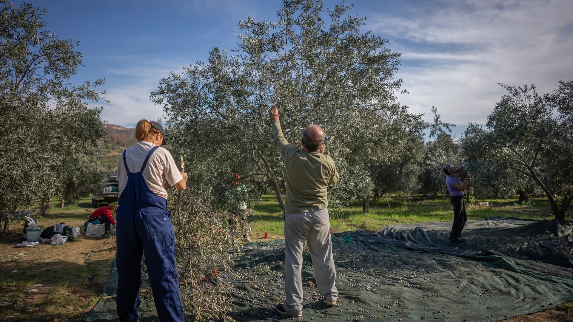 Silence of the Harvest – Mindful Olive Harvest 2027