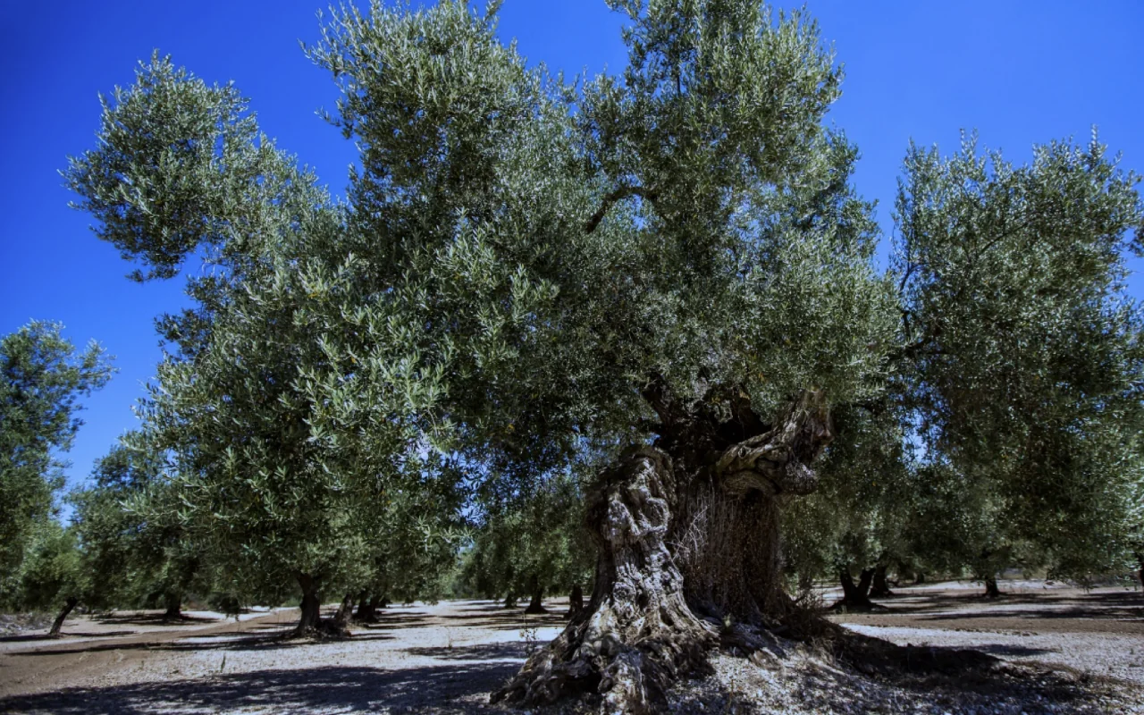 Silence of the Harvest – Mindful Olive Harvest 2027
