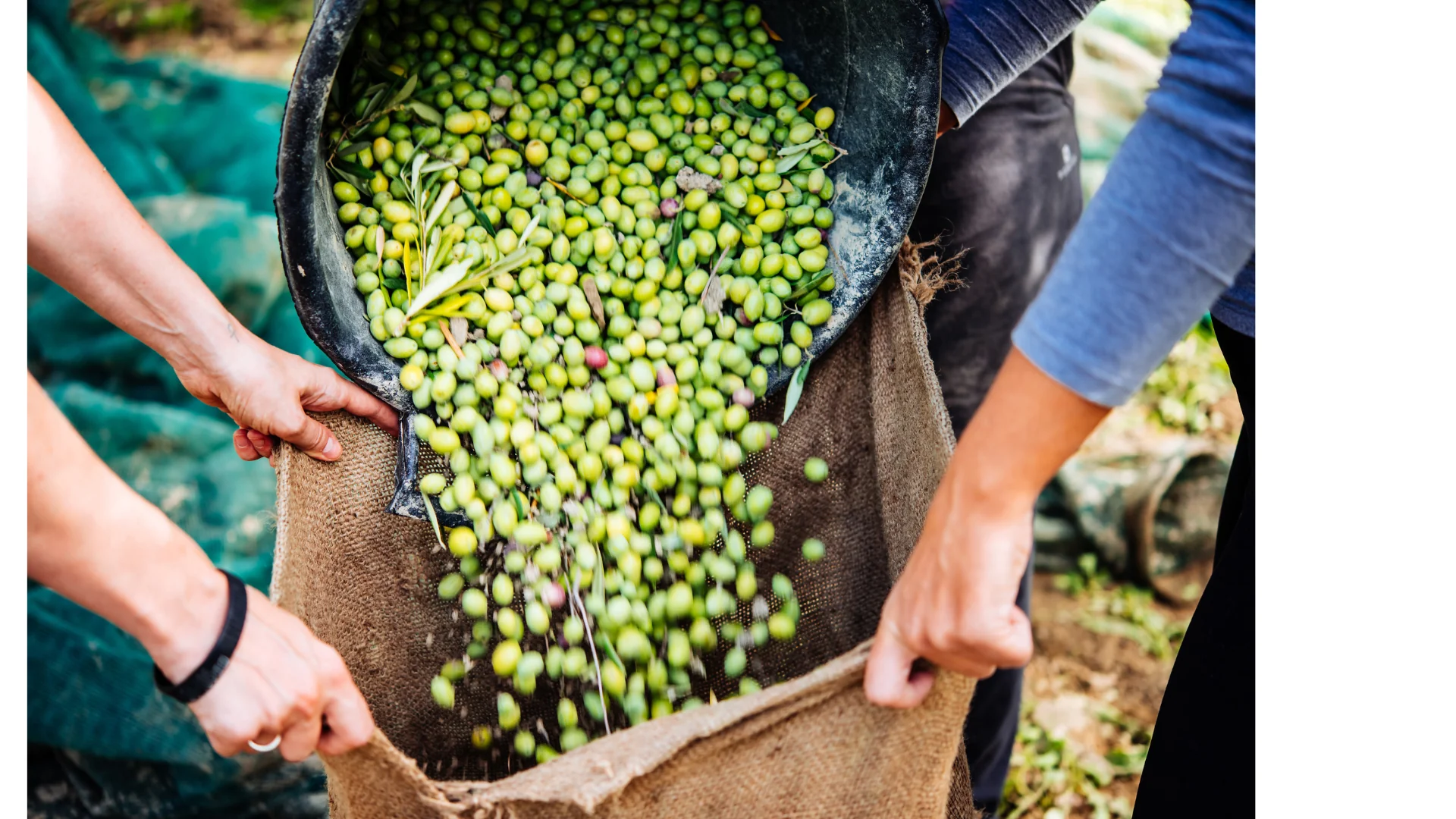 Silence of the Harvest – Mindful Olive Harvest 2027
