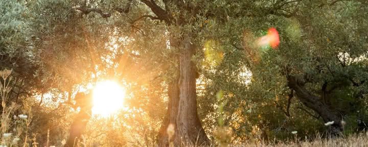 GROW COURAGEOUSLY