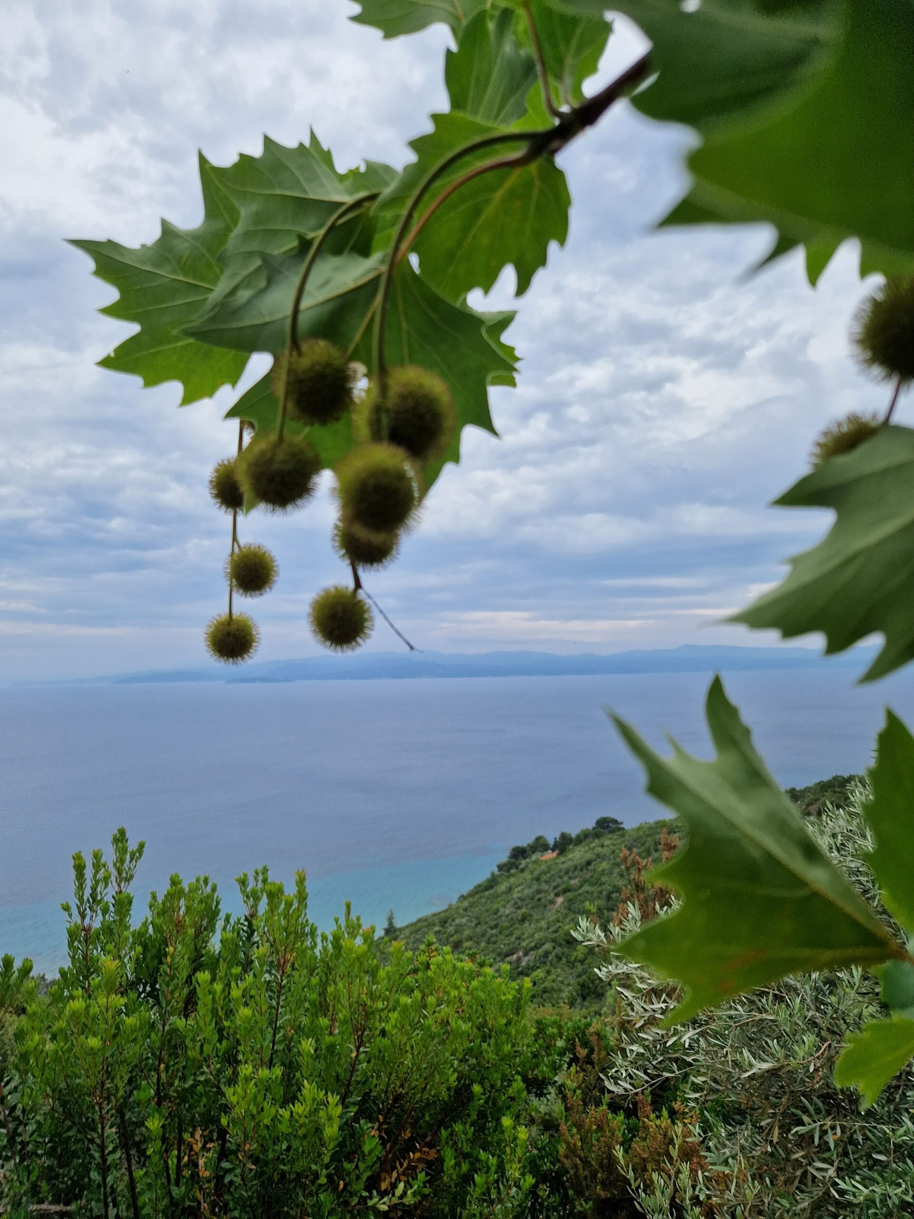 THE HEALING POWER OF THE ESSENES