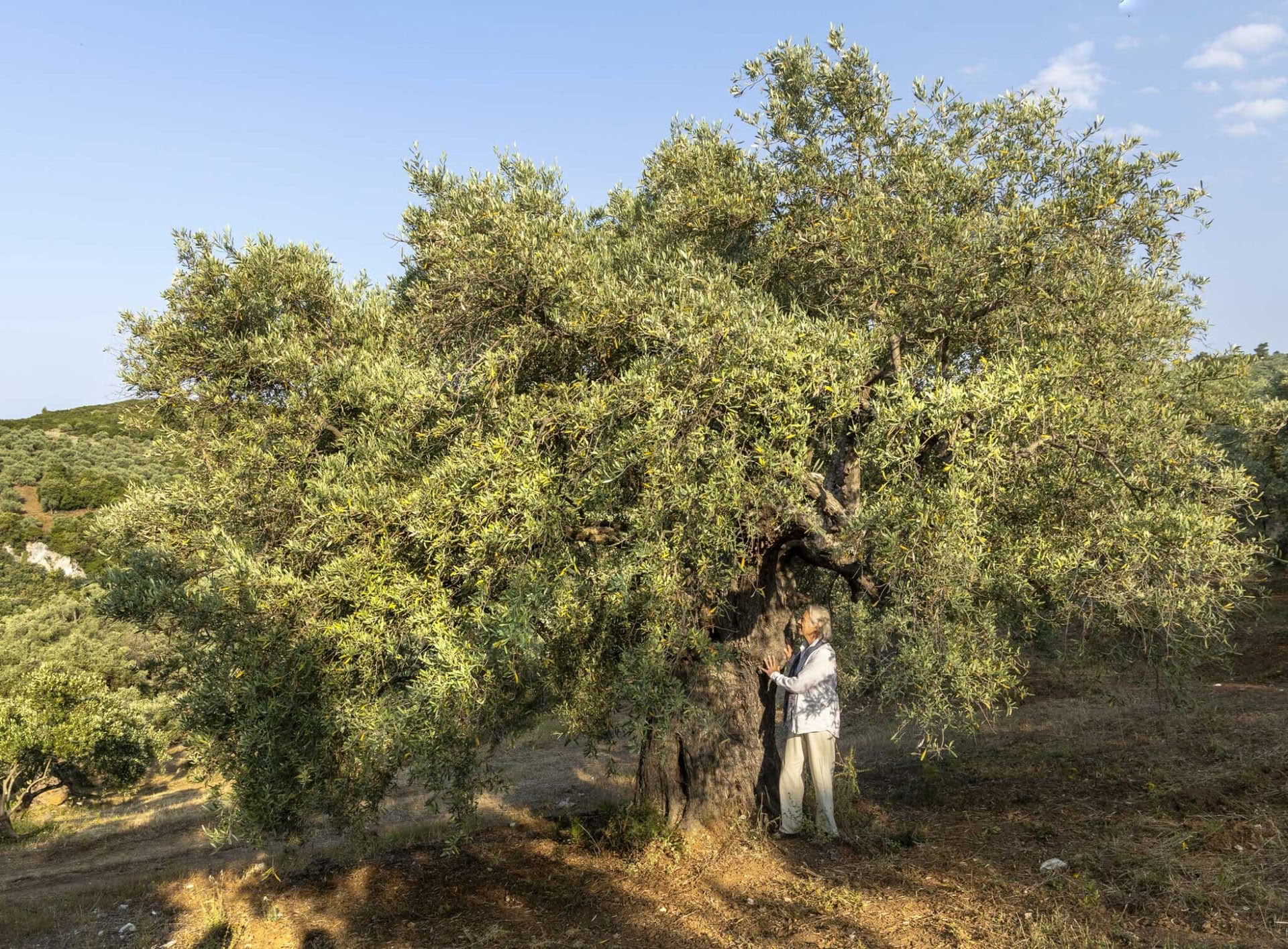 NEW WISDOM RETREAT - THE SILENCE OF THE HARVEST