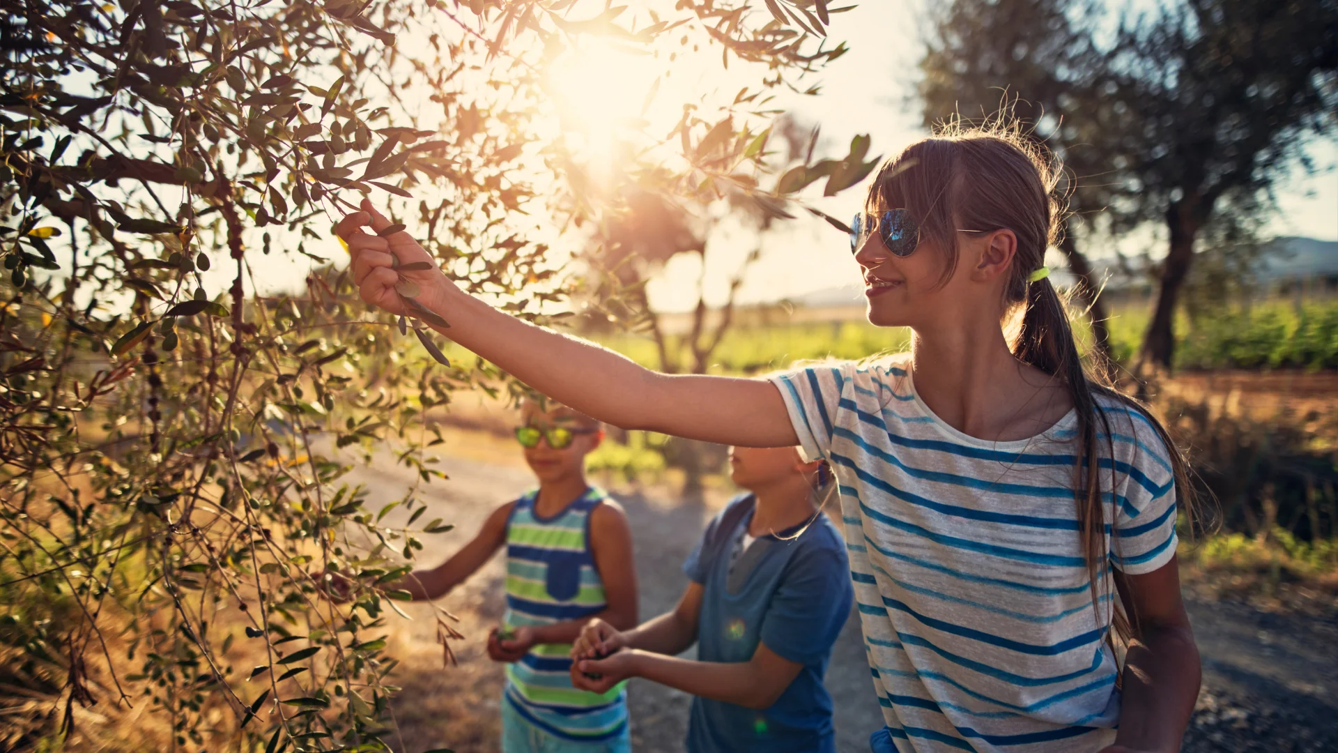 JOYOUS OLIVE HARVEST