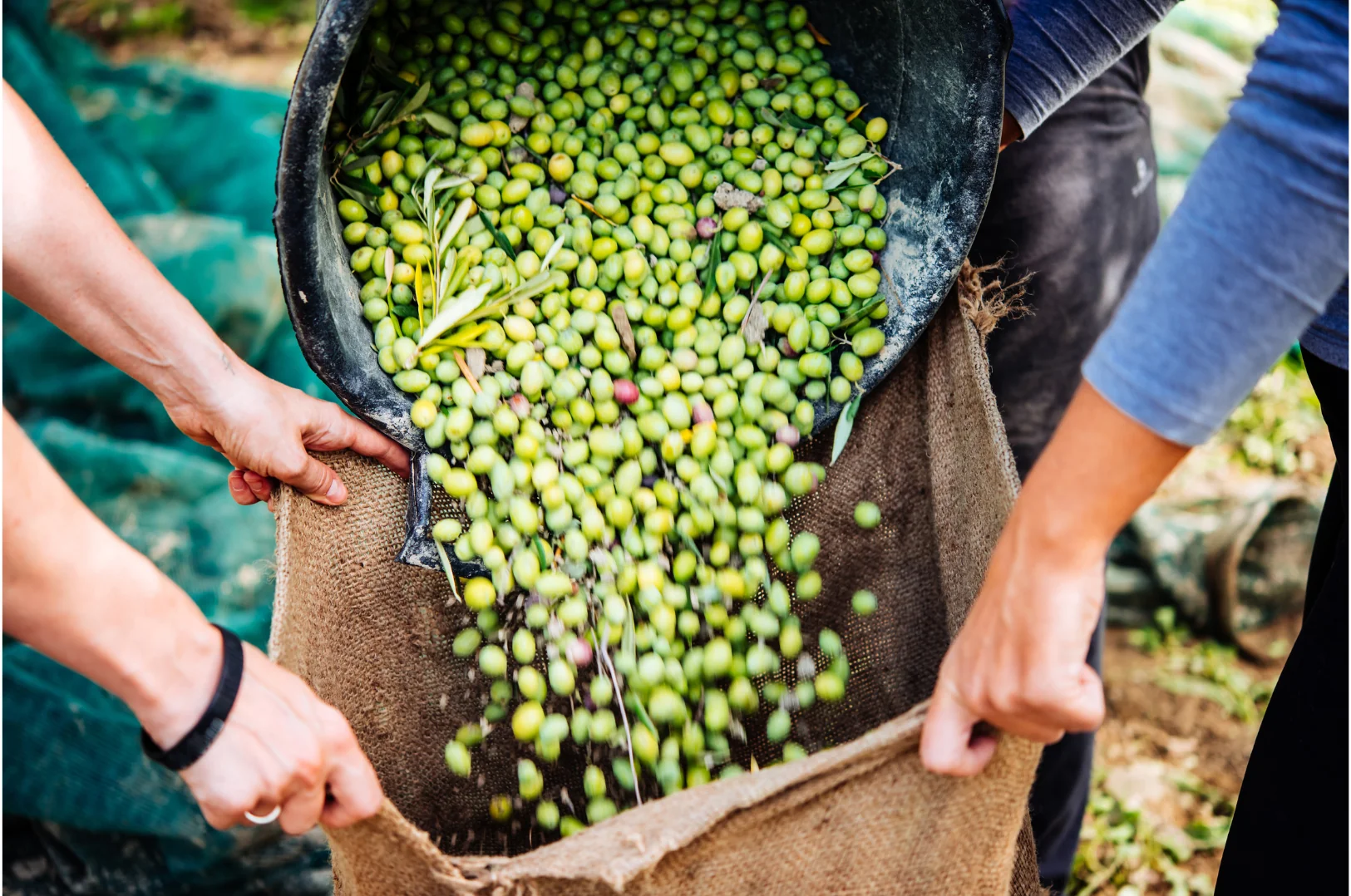 JOYOUS OLIVE HARVEST