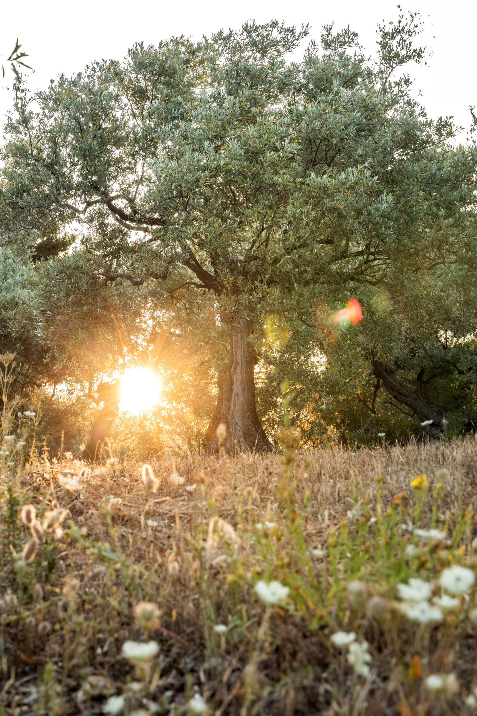 JOYOUS OLIVE HARVEST