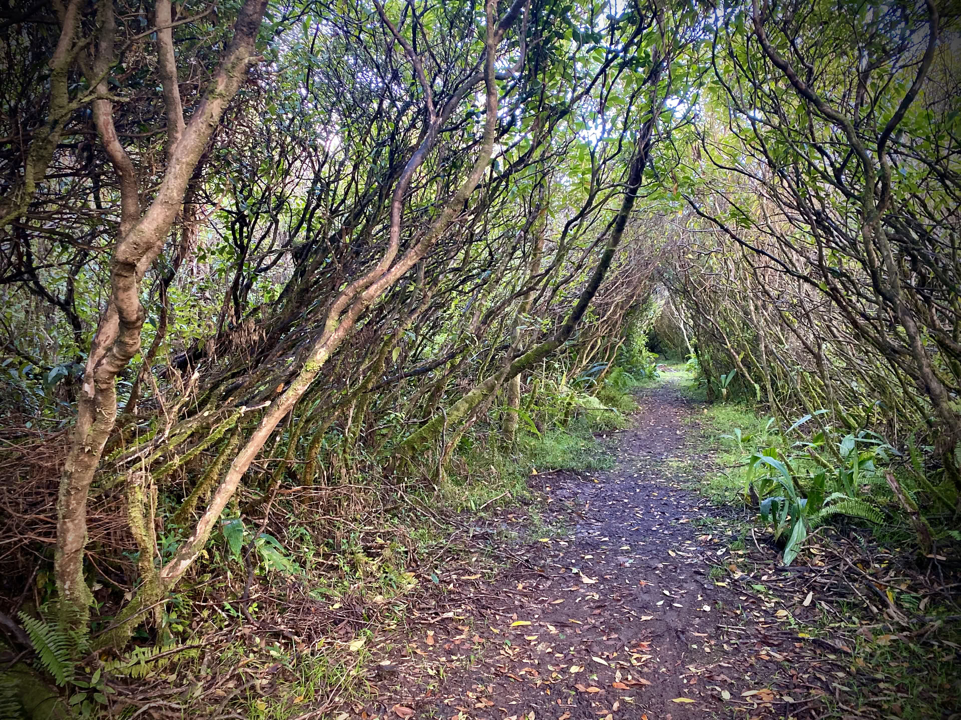 Rainforest Massage Therapy
