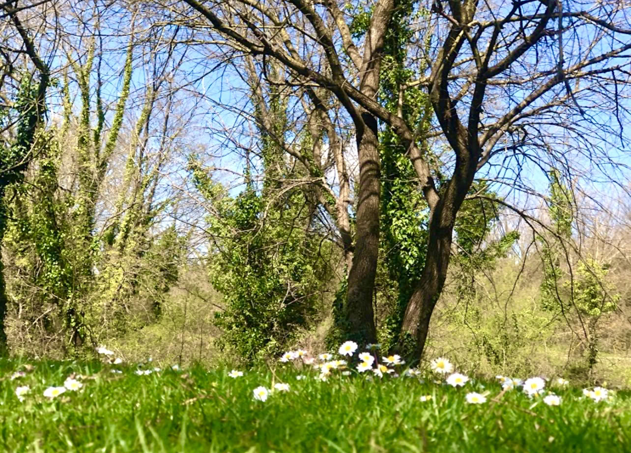 Rooted in Nature: A Yoga & Qi Gong Retreat beneath trees