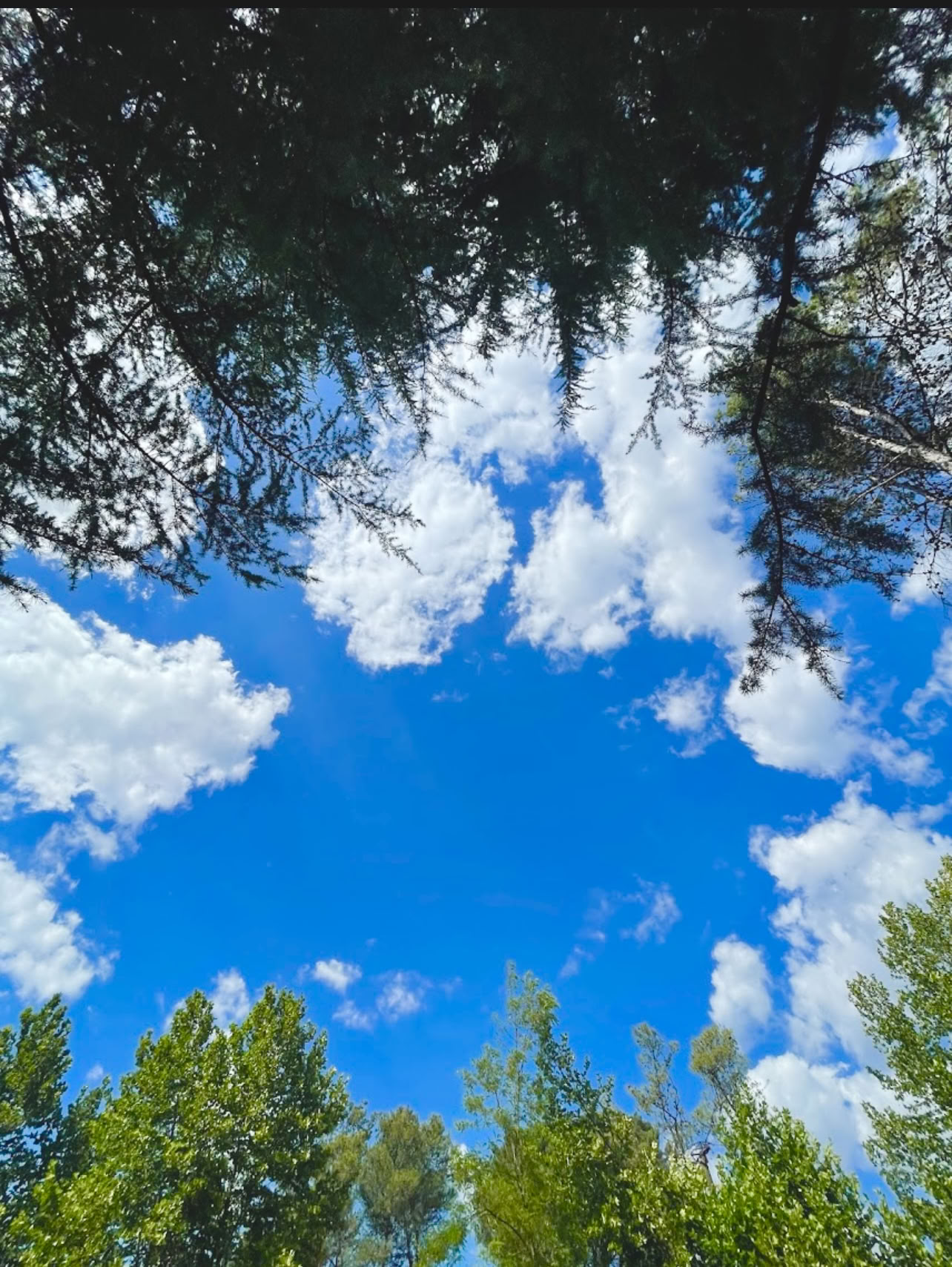 Rooted in Nature: A Yoga & Qi Gong Retreat beneath trees