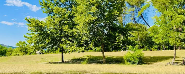 Rooted in Nature: A Yoga & Qi Gong Retreat beneath trees
