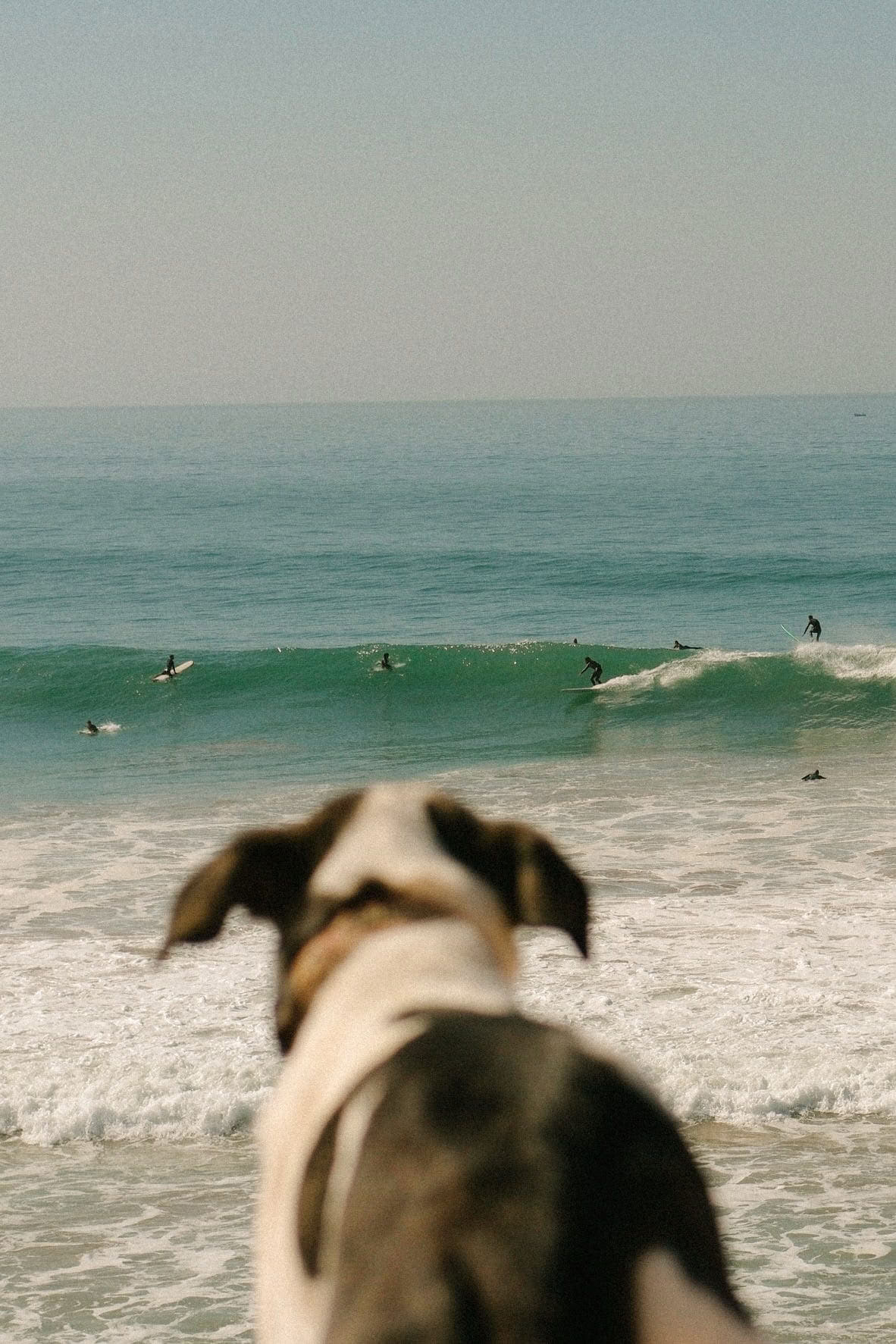 Work, Surf & Stay