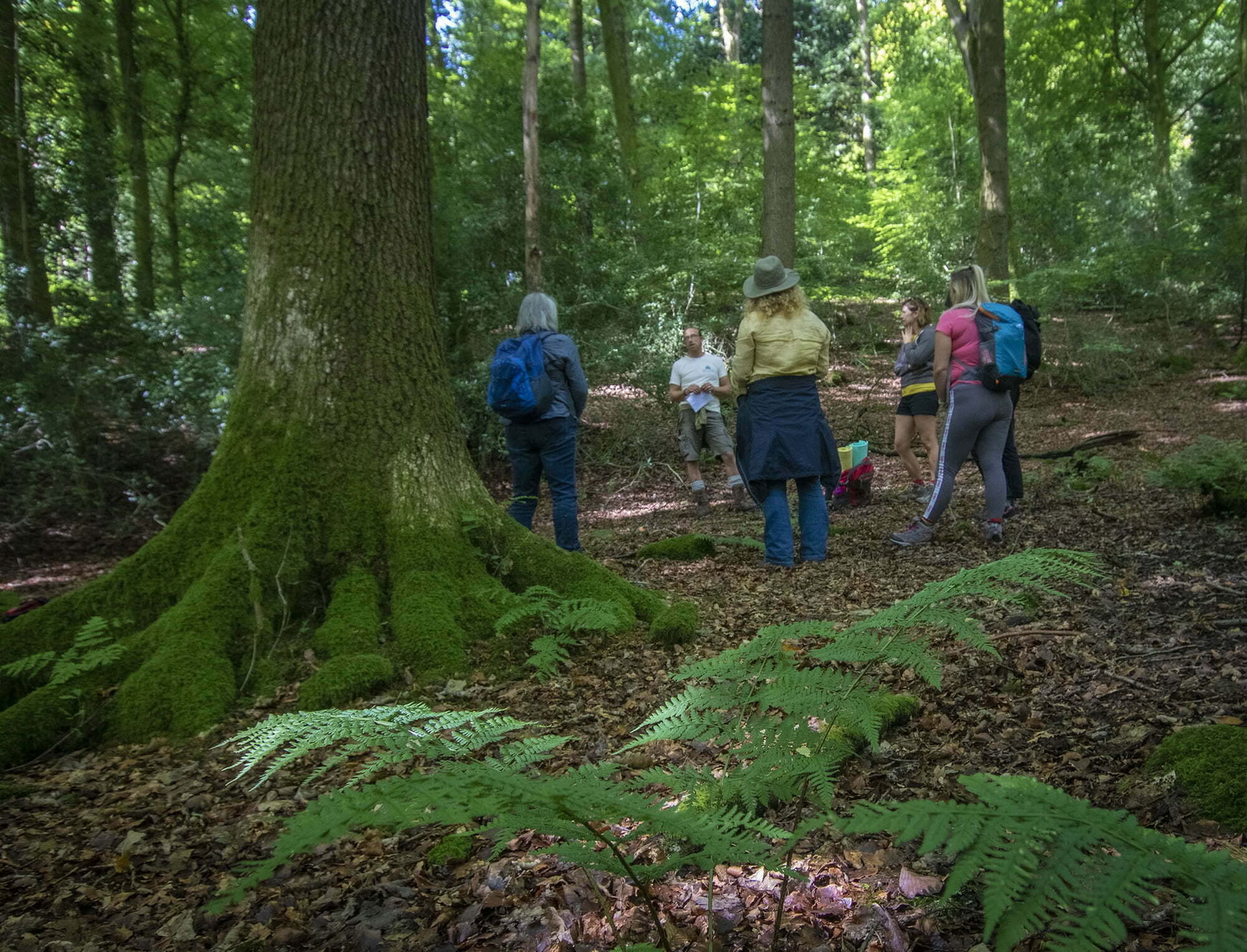 Forest Bathing - Shinrin Yoku