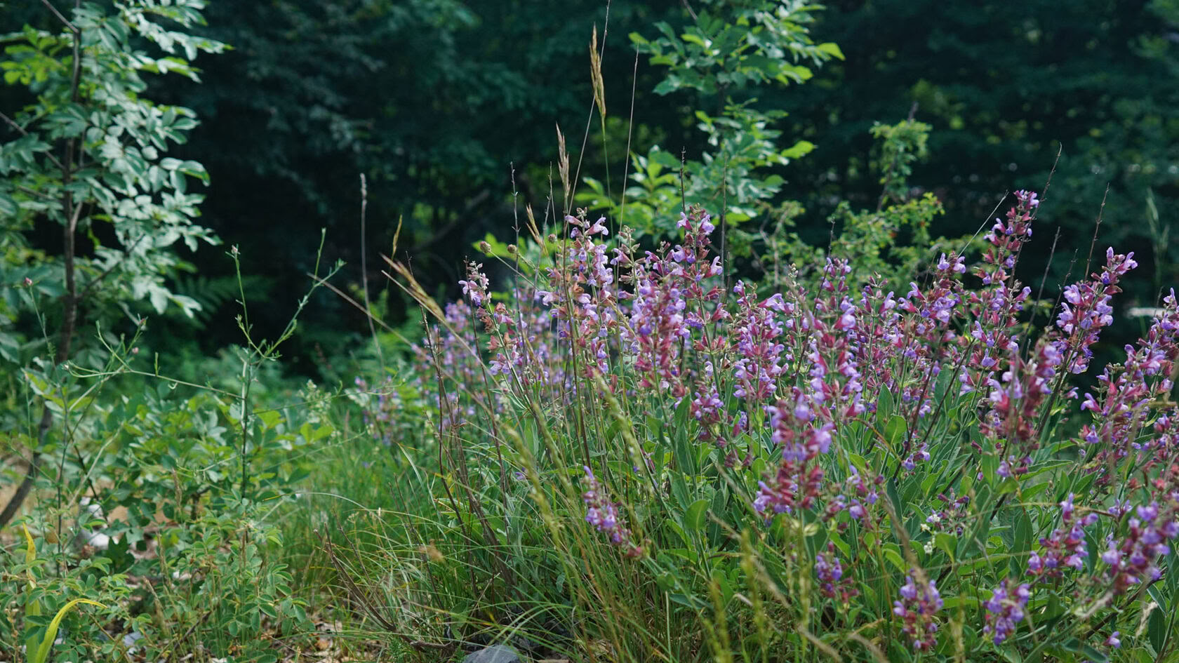 5 DAY YOGA & HIKING RETREAT
