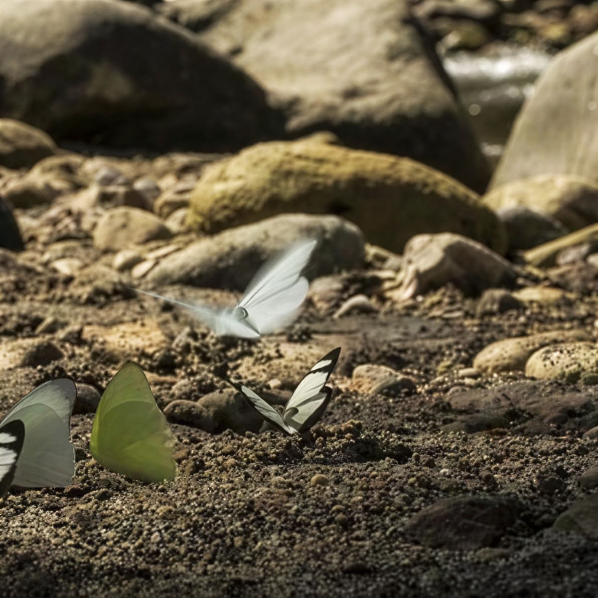 Mindfulness and Yoga in Nature