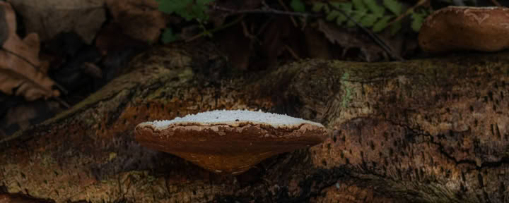 Wild Weekend – Medicinal Mushrooms