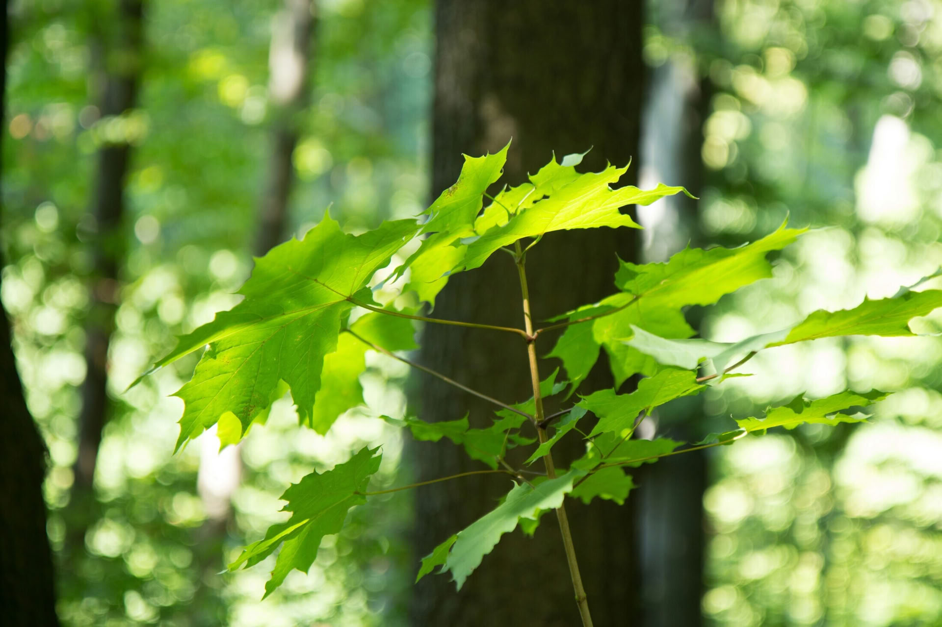 Bushcraft Adventure
