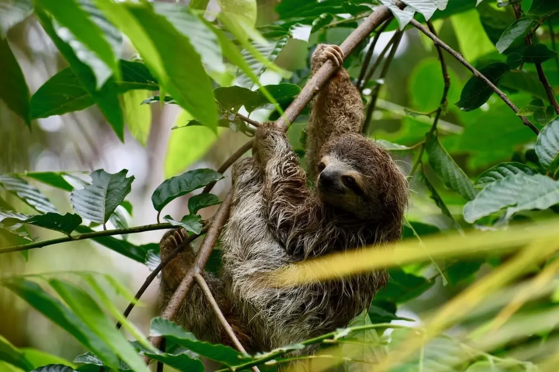 Blissed by Nature Retreat Costa Rica