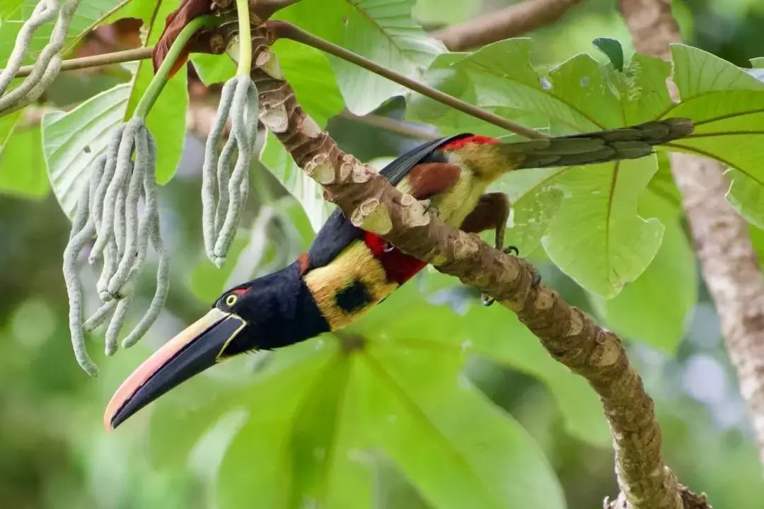 Blissed by Nature Retreat Costa Rica