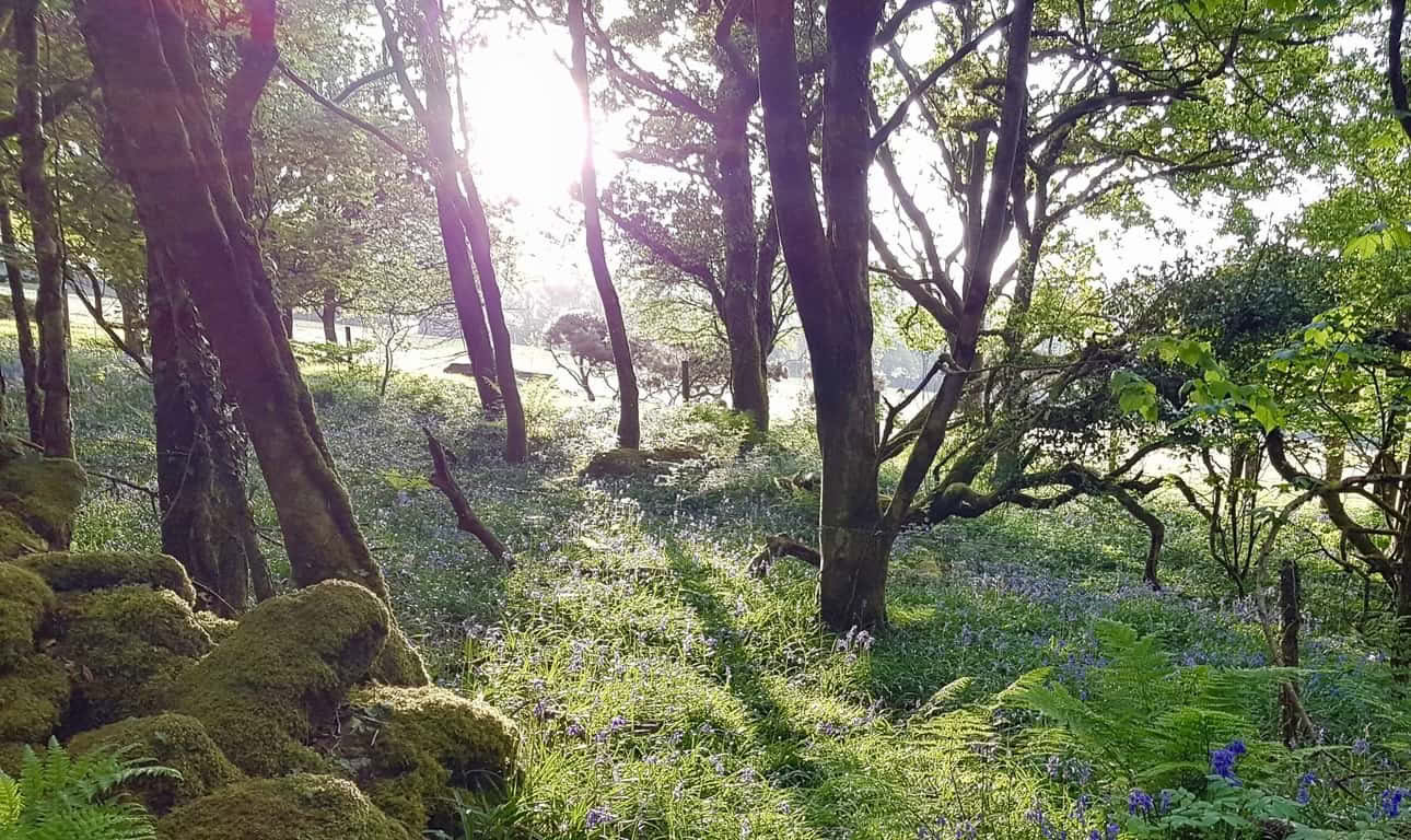 Retreats, Days & Courses – Four night retreat at Rosemerryn in Cornwall