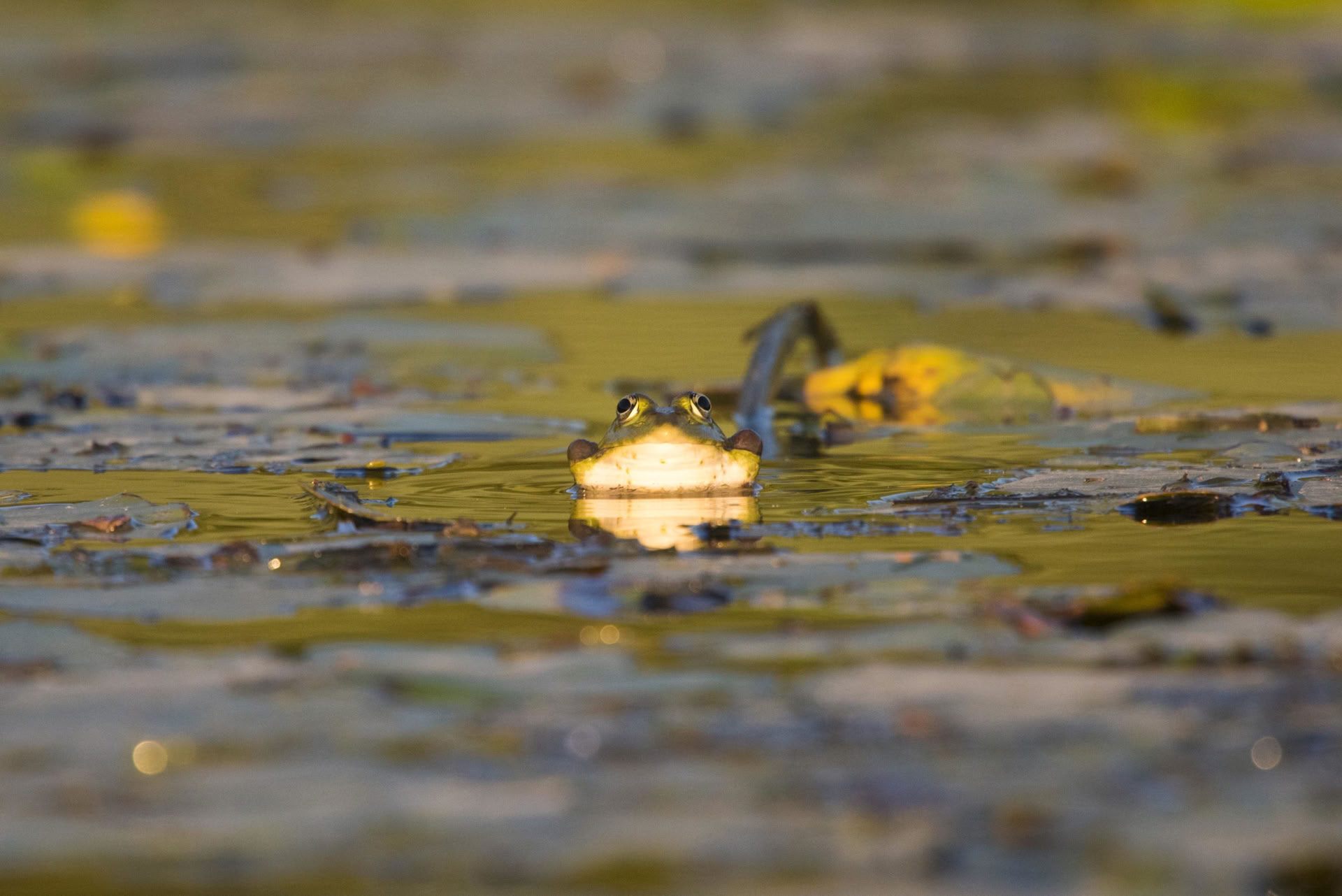 7 Day Kayaking Holiday, Lake Skadar