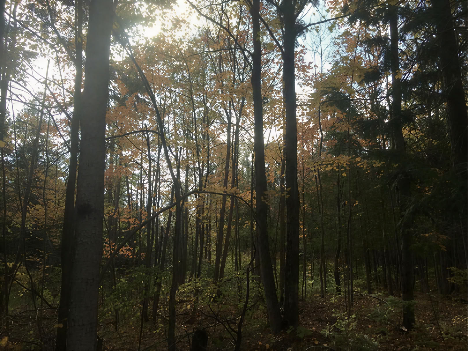 Yoga in Nature on Your Own