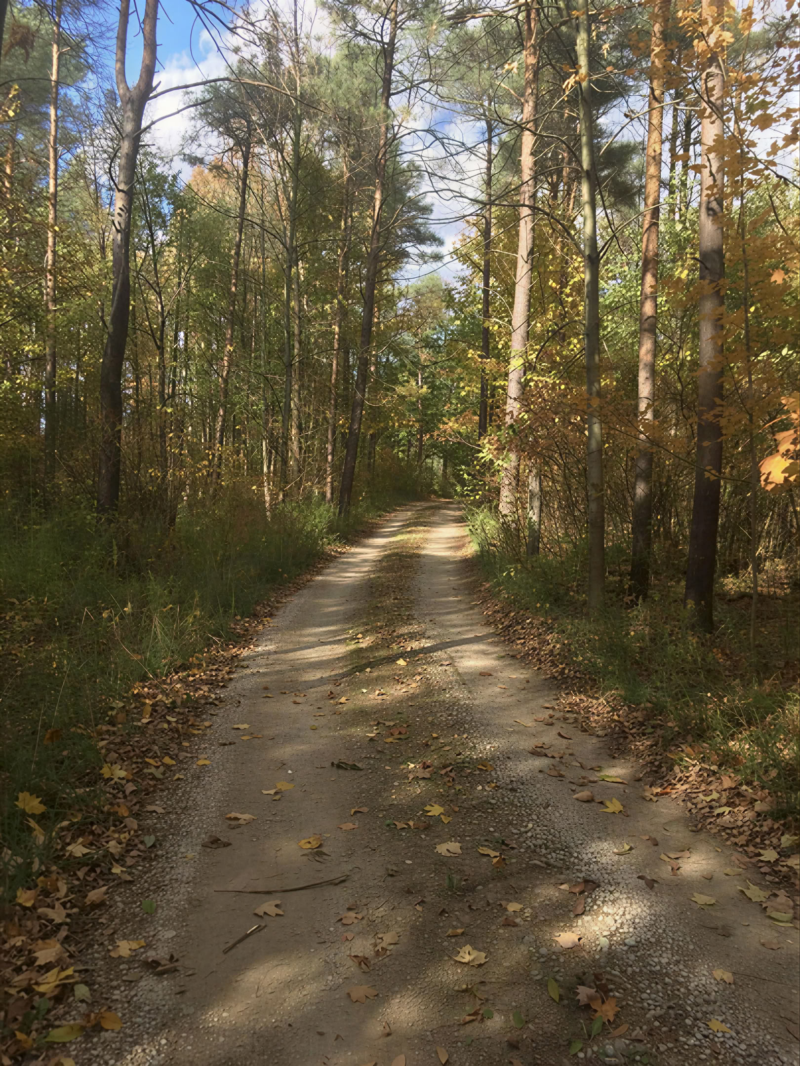 Yoga in Nature on Your Own