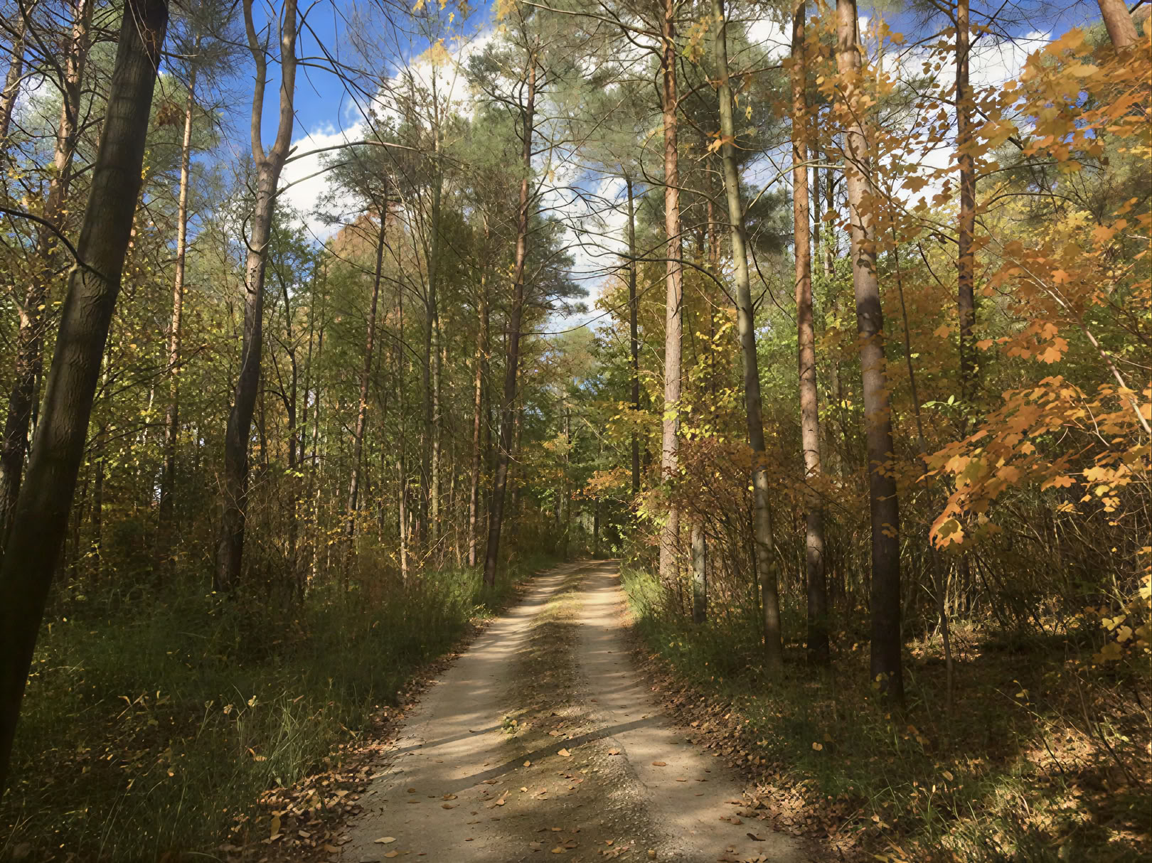 Facilitated Yoga in Nature