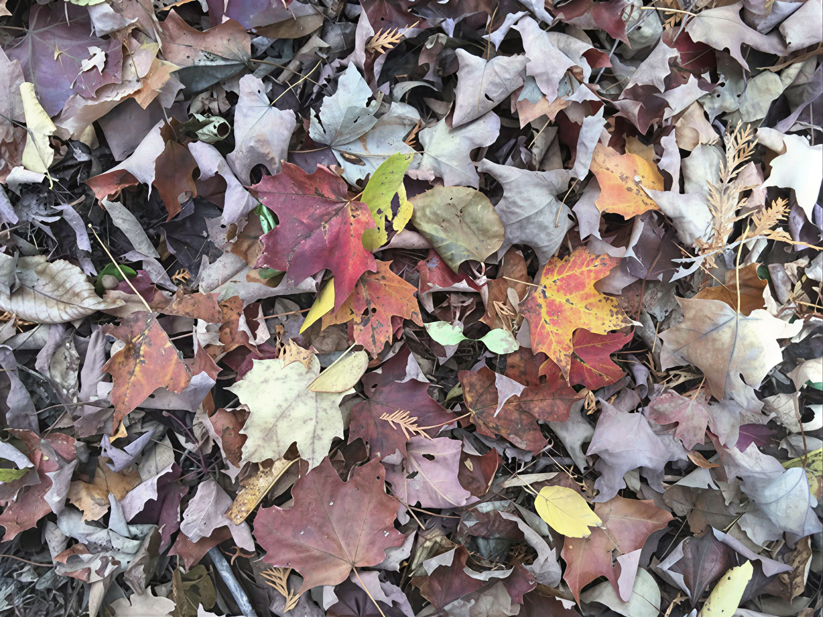 Forestbathing