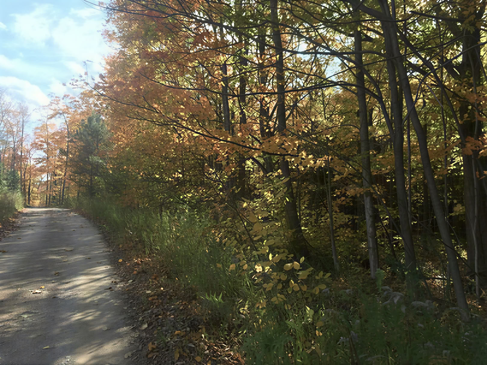 Forestbathing