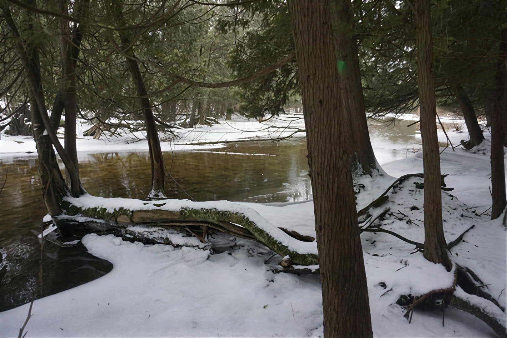 Forestbathing
