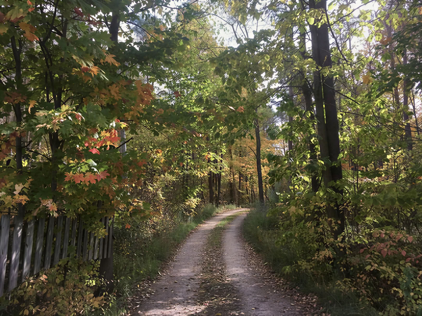Forestbathing