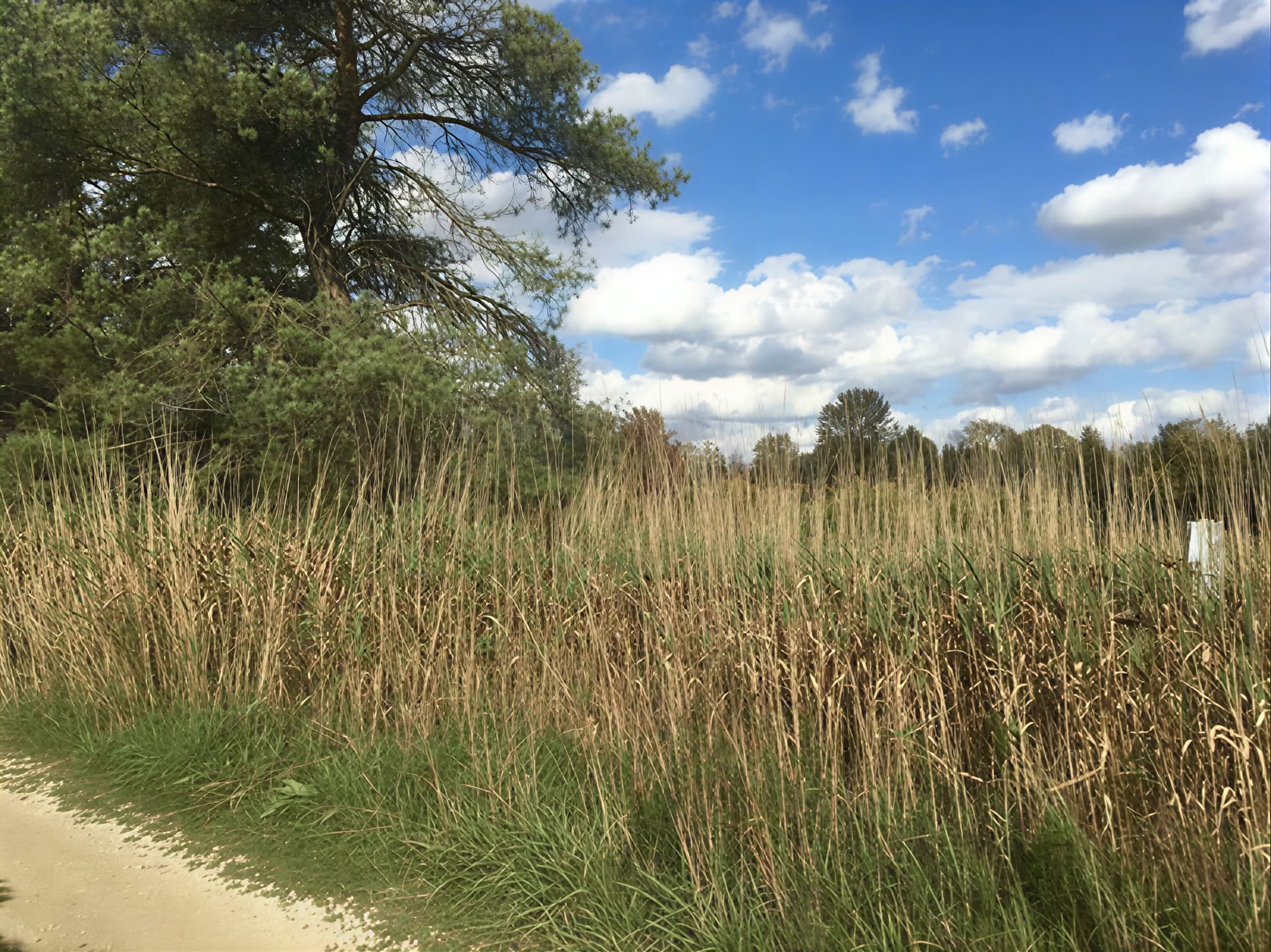 Forestbathing