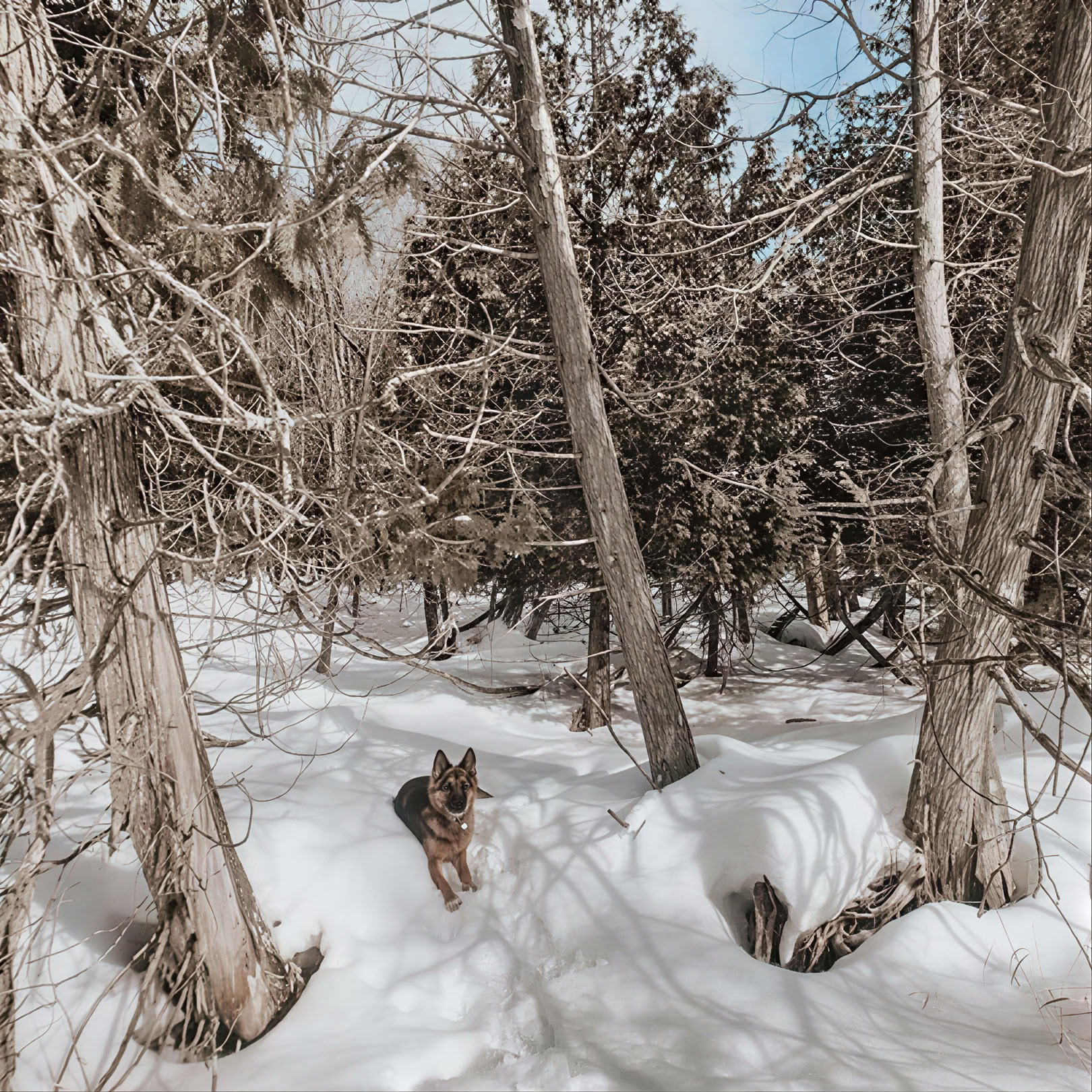 Snowshoeing
