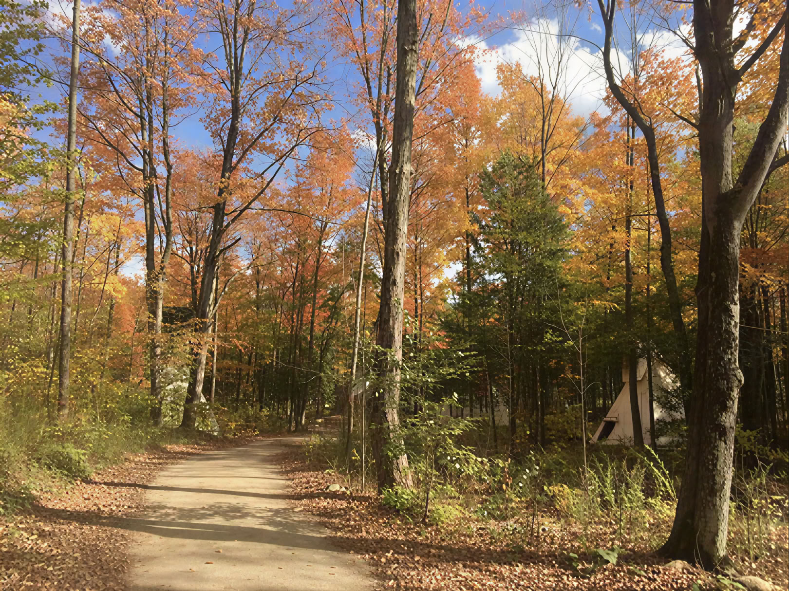 Plant Medicine Retreat